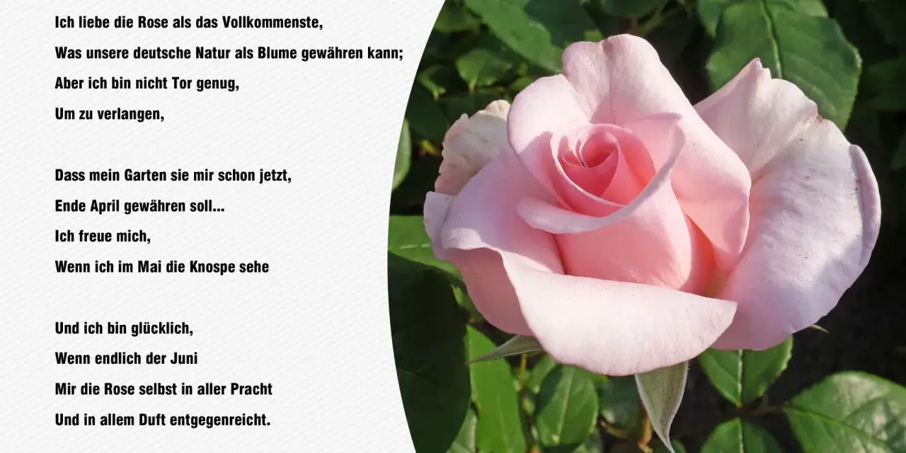 Eine zarte rosa Rose im Vordergrund, daneben ein Gedicht von Goethe.