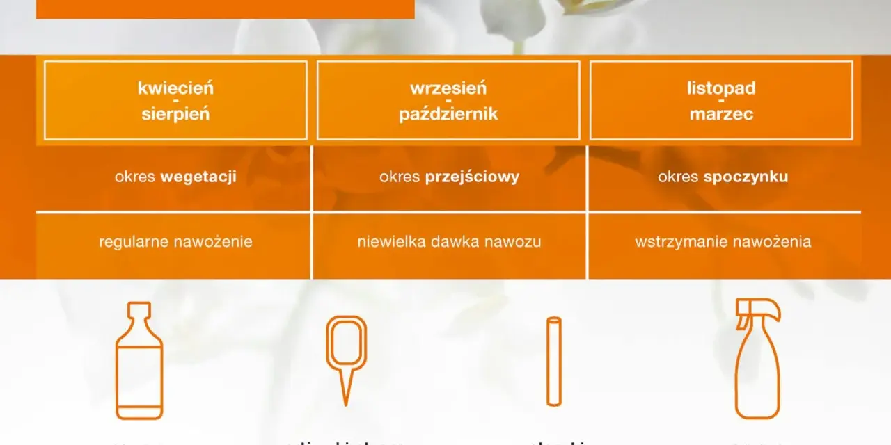 Tabela pokazuje, jak często podlewać storczyki w zależności od pory roku i fazy wzrostu. Odżywki płynne stosuj 1-2 razy tygodniu.