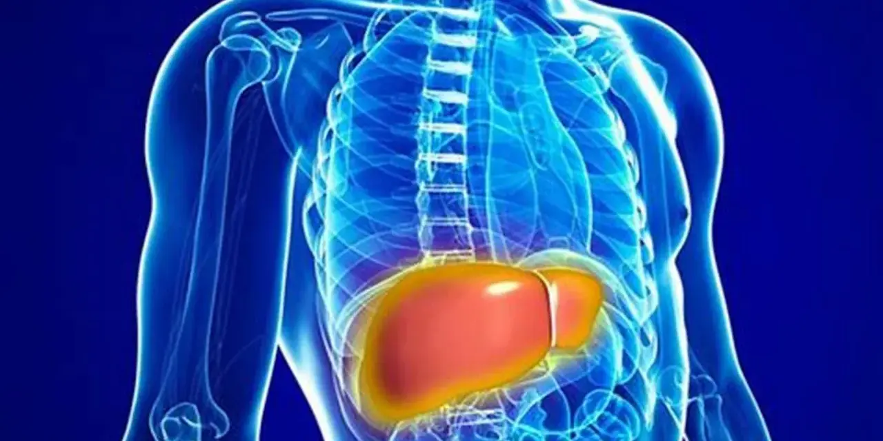 Anatomia wątroby, kluczowego organu odpowiedzialnego za metabolizm, w tym za poziom bilirubiny całkowitej.