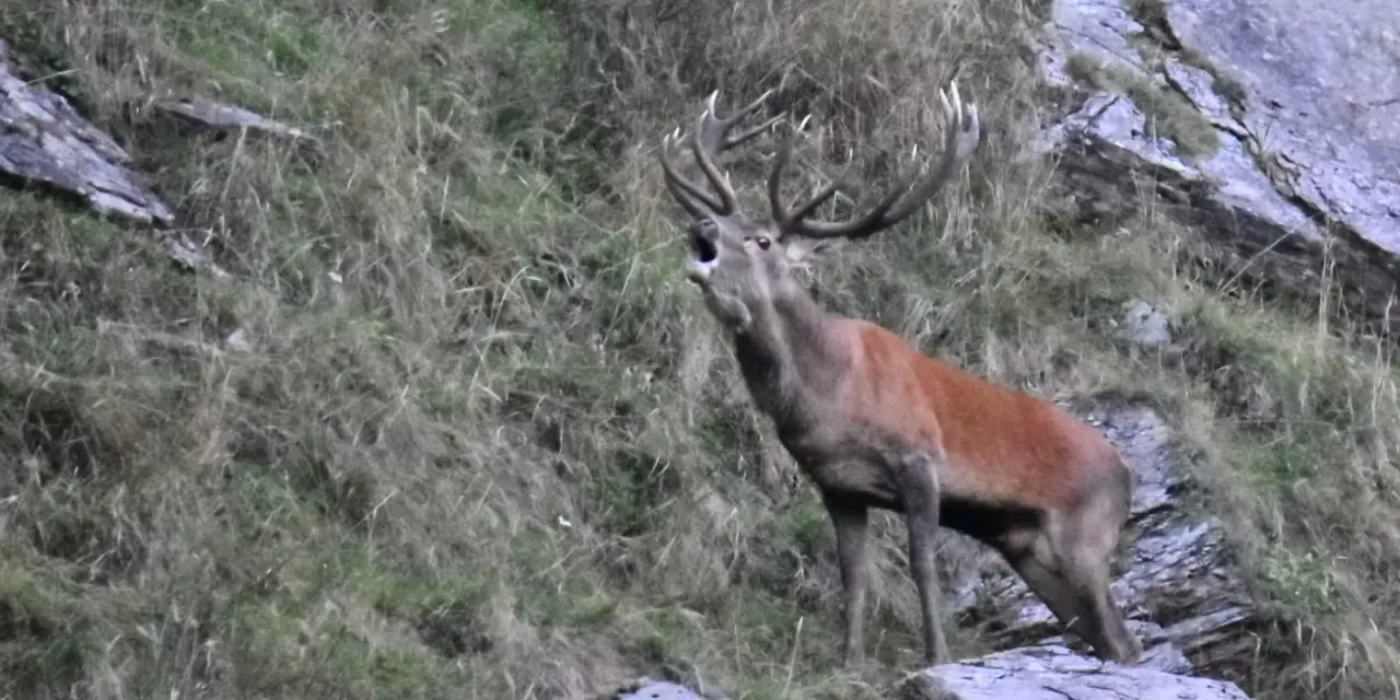 Un maestoso cervo con grandi corna emette un potente bramito su un pendio erboso e roccioso.