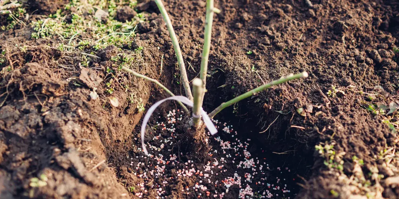 Ein junger Rosenstrauch wird in frisch umgegrabene Erde gepflanzt, umgeben von Düngerkörnchen.
