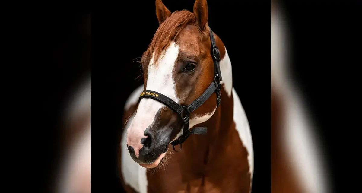 Magnifique étalon Paint Horse, robe alezan et blanc, portant un licol noir avec inscription dorée.