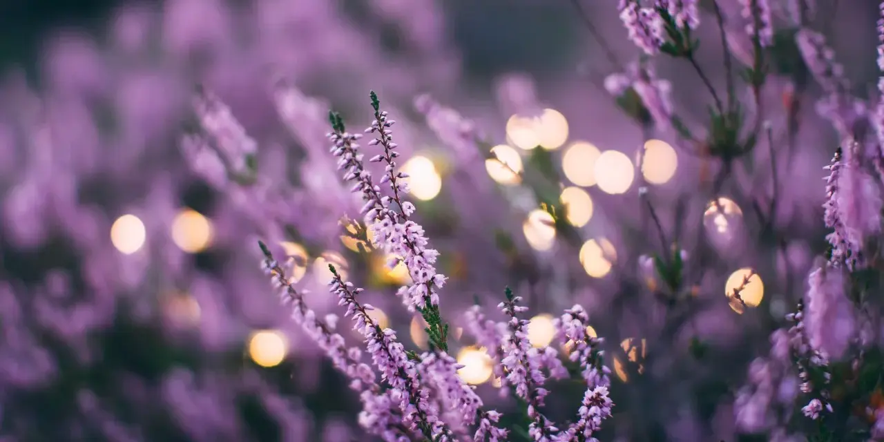 Flores de lavanda en flor con luces bokeh doradas. Consejos para el cuidado de la lavanda.