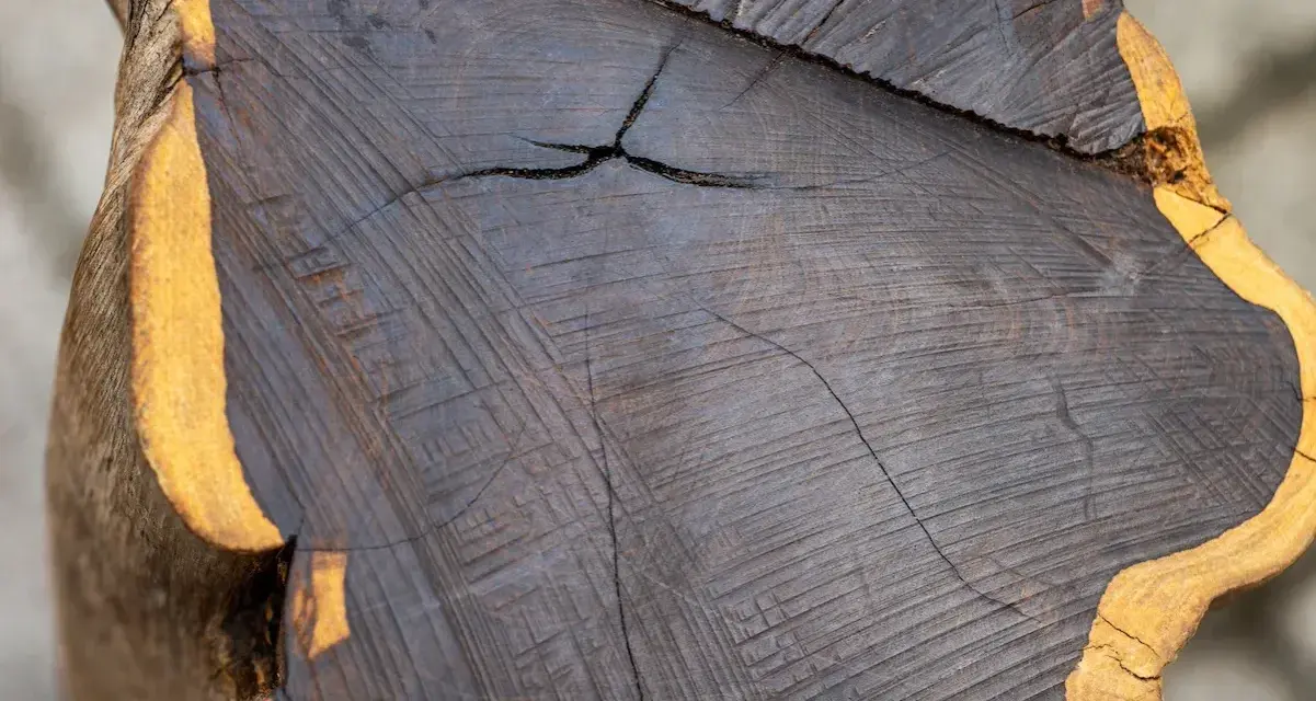 Sezione di legno scuro, quasi nero, con venature evidenti e una crepa centrale. Il bordo esterno è di colore giallo ocra. L'ebano, con il suo significato di preziosità e mistero, si rivela in questa texture.