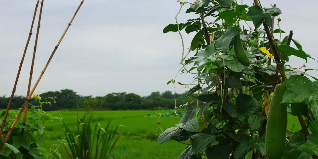 Una luffa pianta cresce rigogliosa su un supporto di bambù, con un campo verde sullo sfondo.