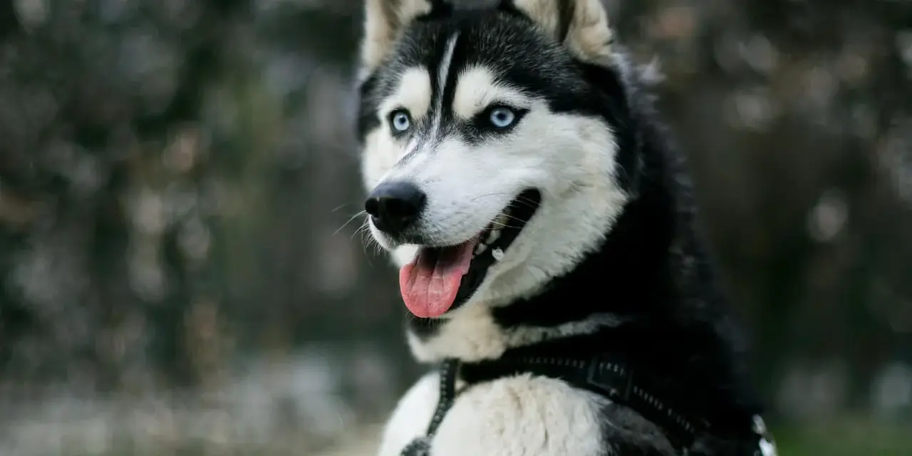 Piękny husky z niebieskimi oczami, z językiem na wierzchu. Czy husky jest agresywny? Ten pies wygląda na przyjaznego.