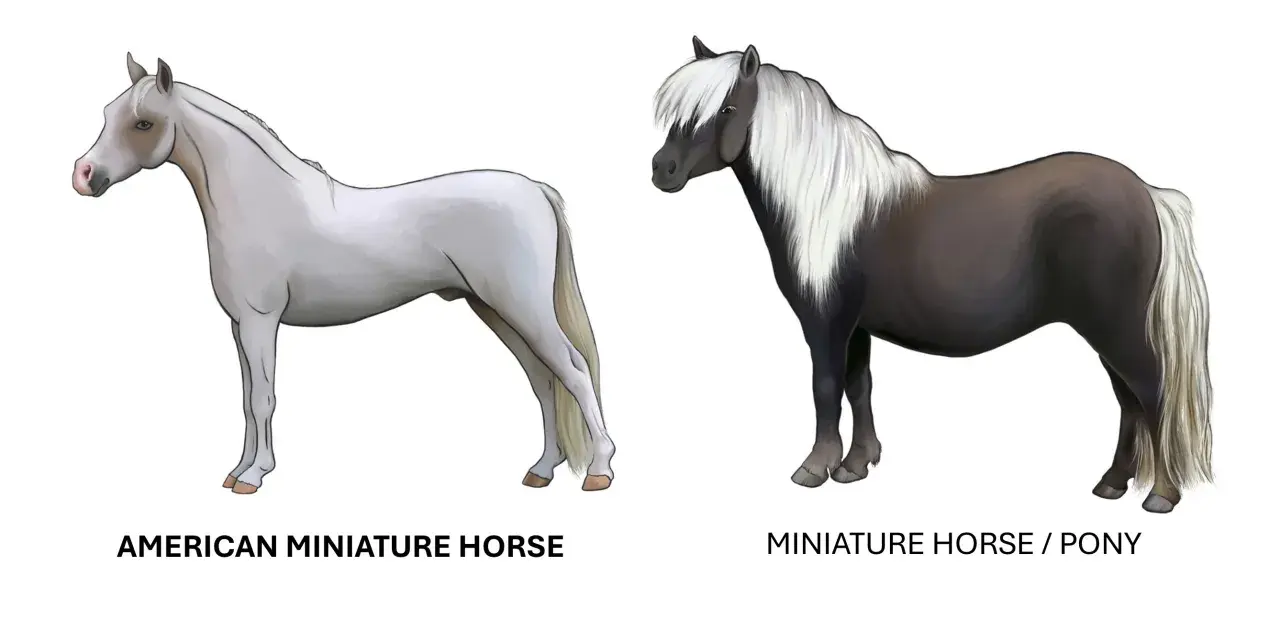 Due cavalli di piccola razza: un American Miniature Horse bianco e un Miniature Horse/Pony scuro con criniera bianca.