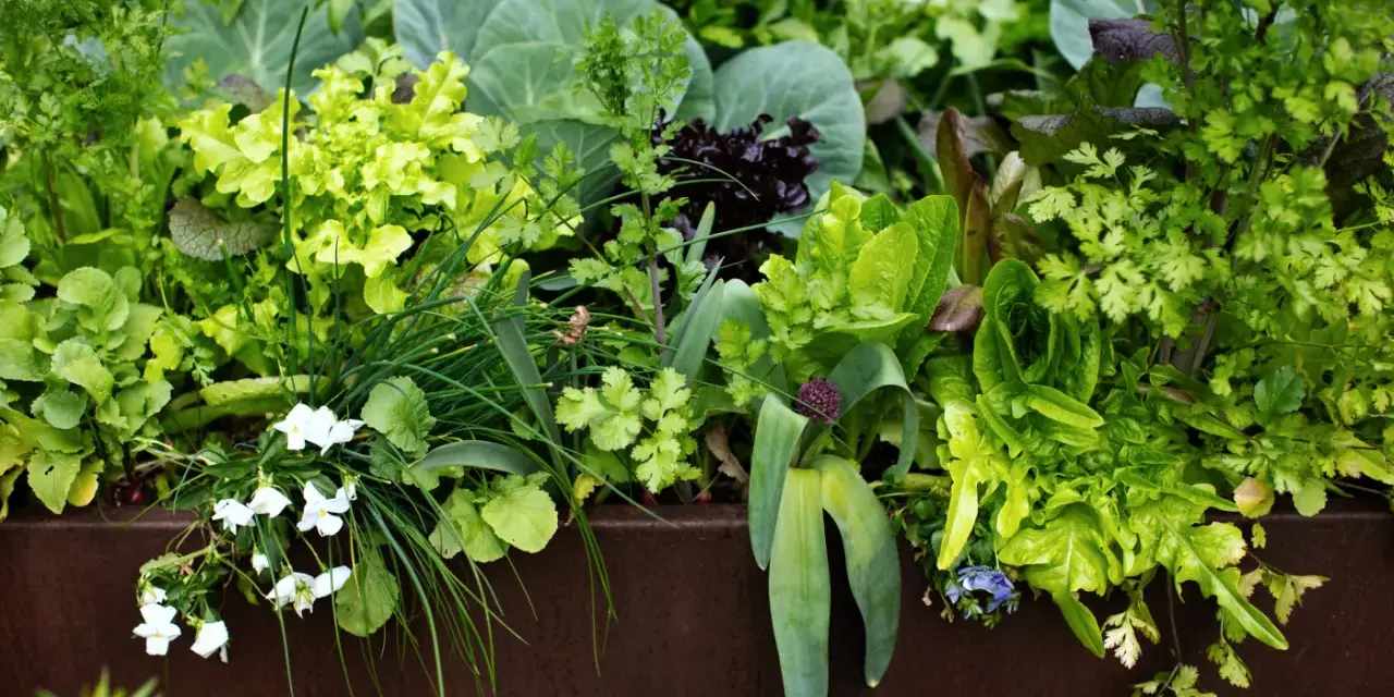 A lush garden bed overflowing with vibrant greens, including lettuce, cabbage, and cilantro companion plants, with delicate white flowers blooming.