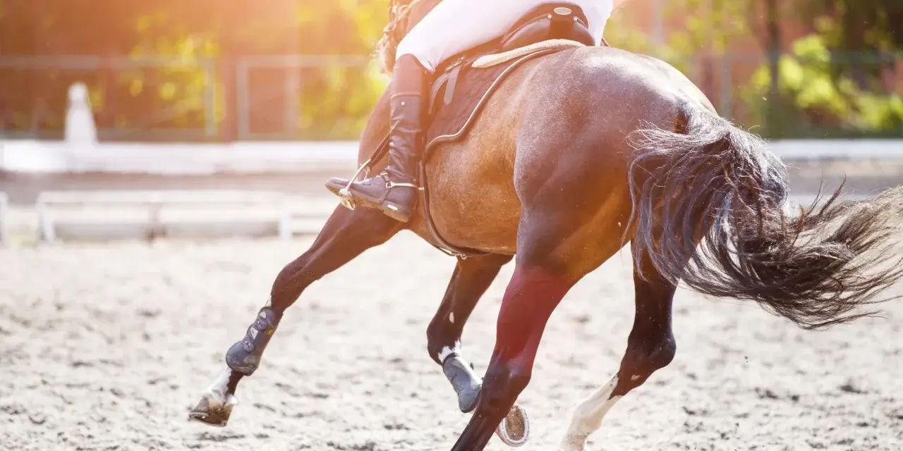 Vue arrière d'un cheval au galop, montrant son anatomie postérieure. Le cavalier est en selle, le soleil brille.