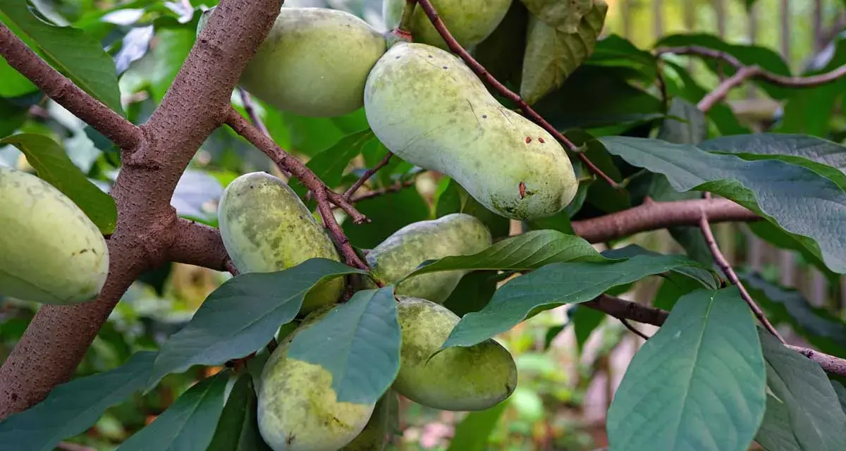 Pawpaw trees grow in the eastern United States, bearing clusters of oblong, green fruits on their branches.