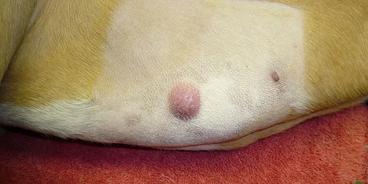 Widoczny mastocytoma u psa, różowy guzek na skórze. Obok mniejsza zmiana.