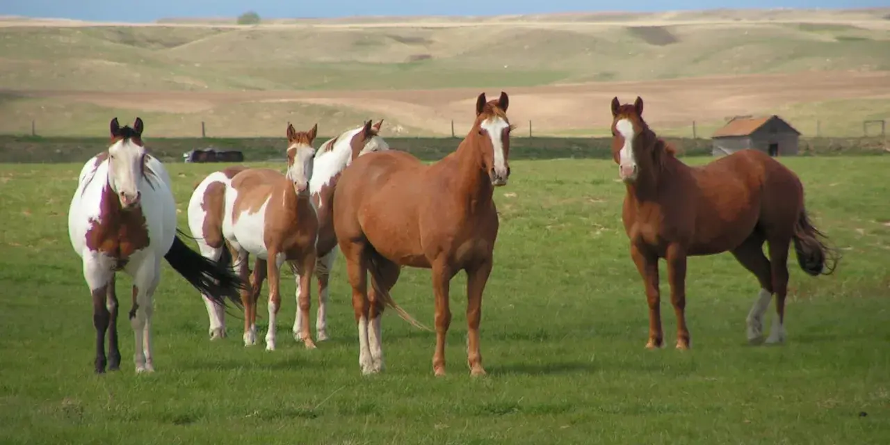 Cinq chevaux, dont un pie, paissent dans un **pâturage tournant** verdoyant sous un ciel clair. Au loin, des collines ondulantes et une vieille grange.