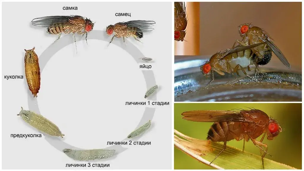 Jak się rozmnażają muchy? Zaskakujące fakty o ich cyklu życia