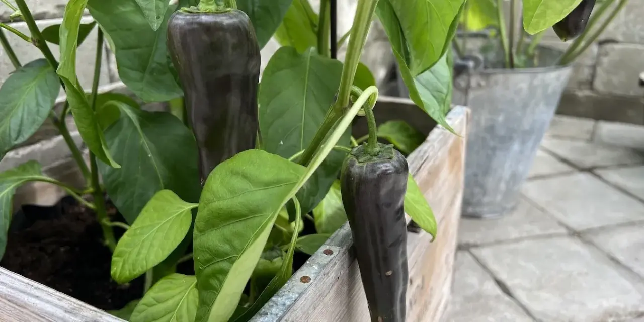 Mörka paprikor växer i en trälåda, ett bevis på att det går att odla paprika inomhus.