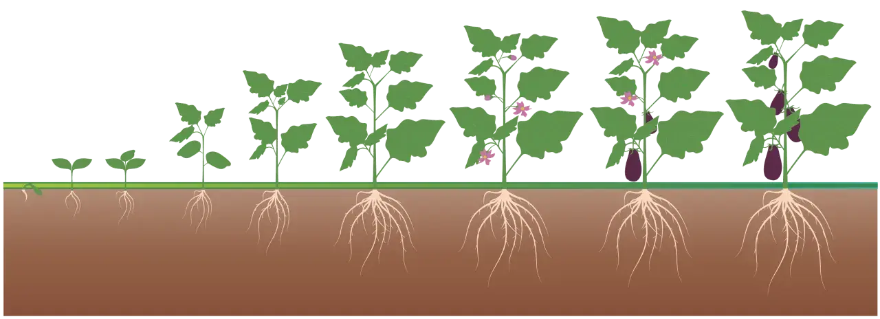 Fasi di crescita di una melanzana, dalla germinazione alla maturazione, con radici sviluppate. Un ottimo concime per melanzane favorisce questo processo.