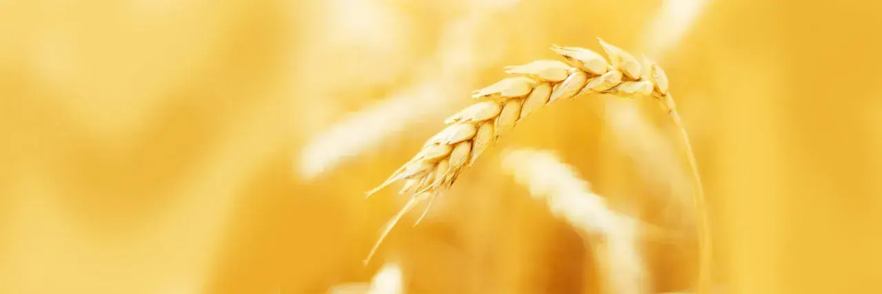 Spiga di grano dorata, materia prima per pellet di paglia per stufe, simbolo di calore naturale.