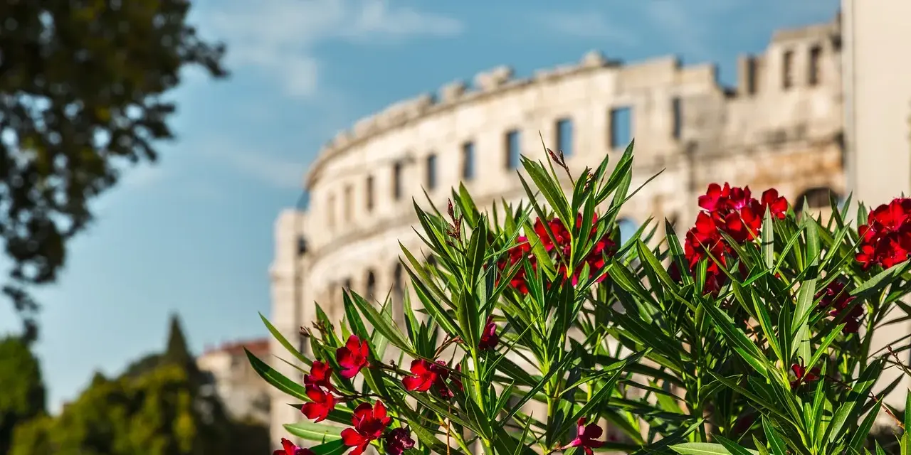 Kwiaty oleandra na pierwszym planie, w tle antyczny amfiteatr w Puli. Miasto Pula zachwyca historią i pięknem.
