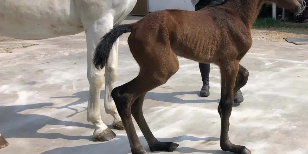Un poulain brun, tout juste né, se tient maladroitement sur ses longues pattes. Son pied avant gauche semble légèrement déformé, un détail qui ne l'empêche pas de découvrir le monde.
