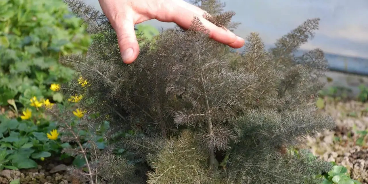 Hand streicht über bronzefenchel, dessen feine Blätter sich für kulinarische Zwecke eignen. Gelbe Blüten im Hintergrund.