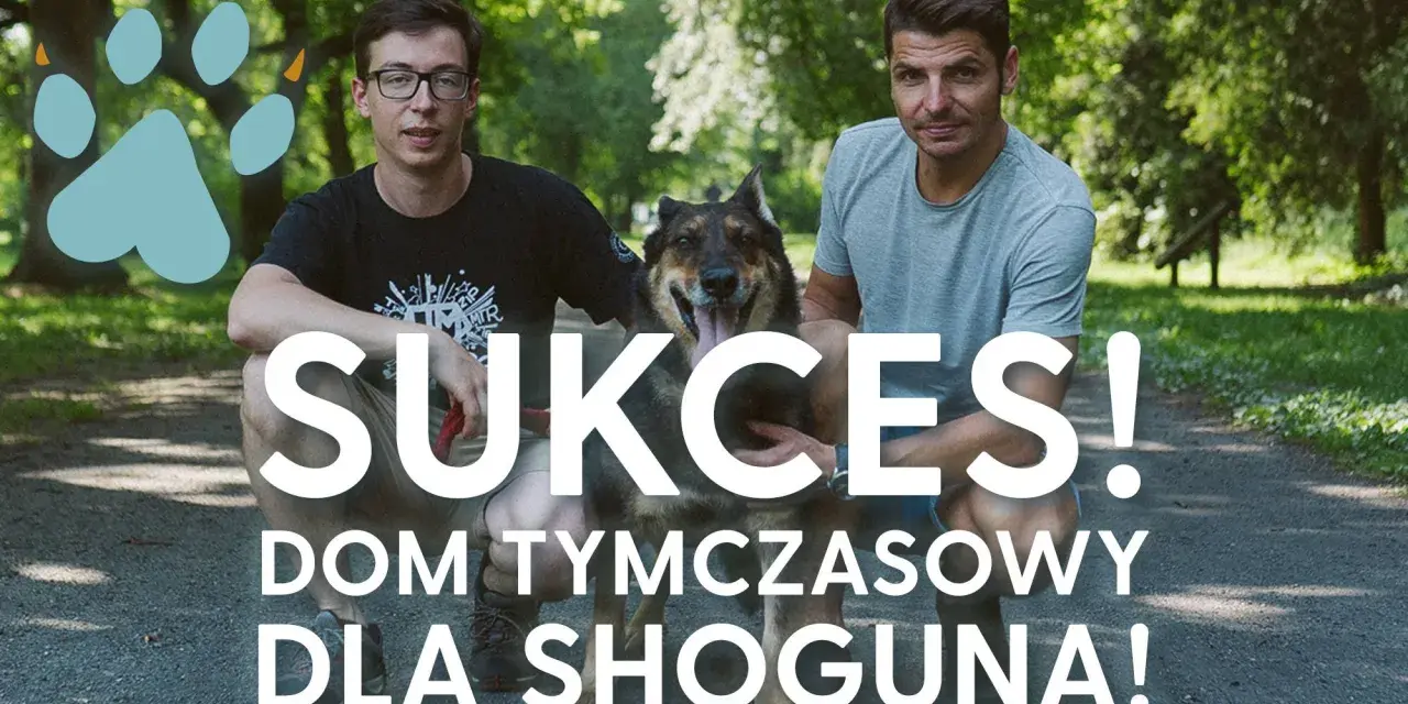 Dwóch mężczyzn i pies w parku. Napis "SUKCES! DOM TYMCZASOWY DLA SHOGUNA!" sugeruje udaną adopcję.