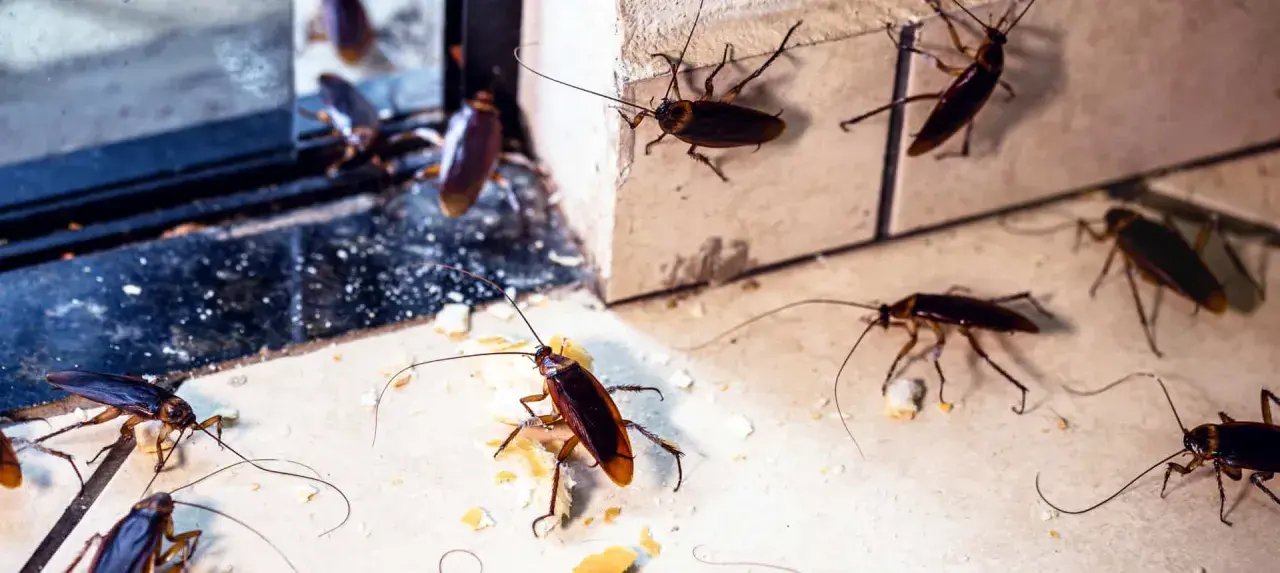 Varias cucarachas merodean en un rincón, un vistazo a como se reproducen las cucarachas y su rápida proliferación.