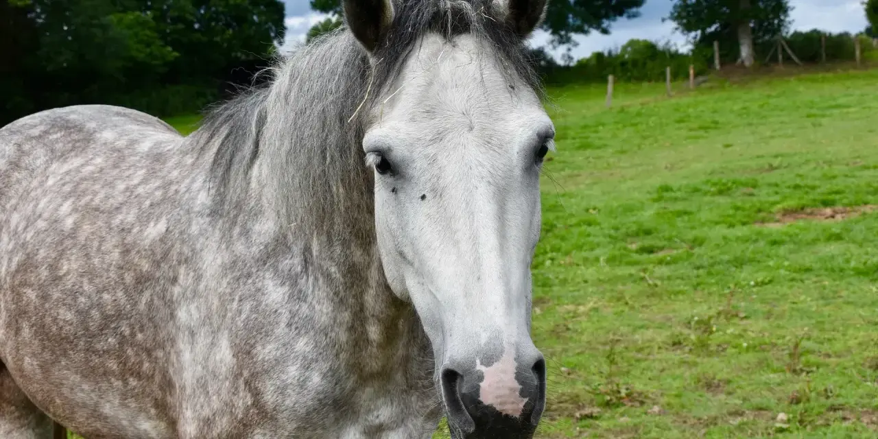 Un magnifique cheval Connemara, de taille moyenne, au pelage gris moucheté, se tient dans un pré verdoyant.