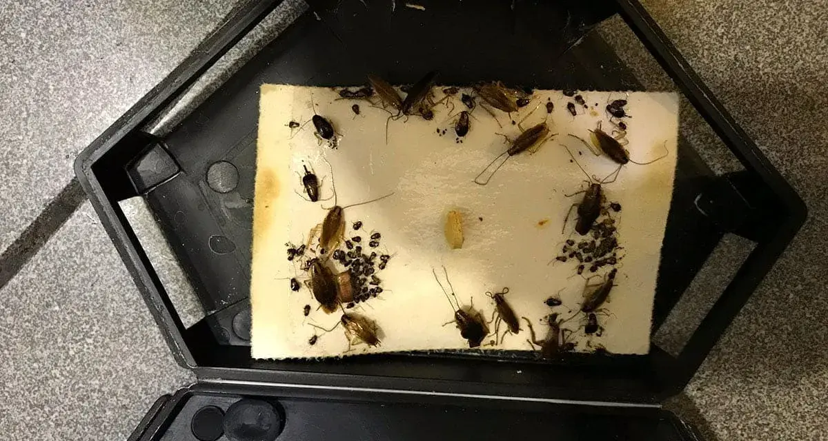 Trampa para cucarachas con varias capturadas, incluyendo una cría de cucaracha.