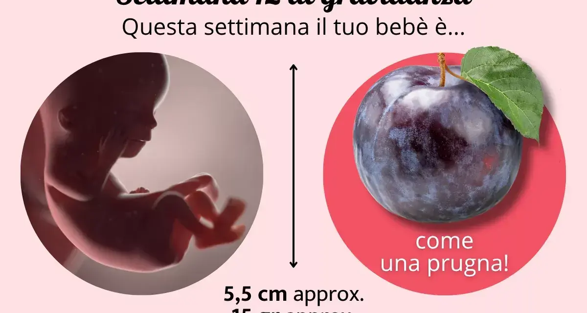 Il tuo bebè, a 12 settimana di gravidanza, è grande come una prugna, lungo circa 5,5 cm e pesa 15 grammi.