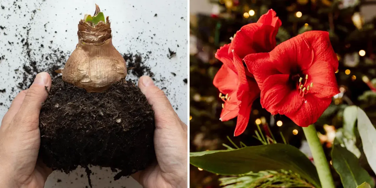 Amaryllislök i jord, redo att planteras. Bredvid en vacker röd amaryllisblomma, som visar hur vattnar man amaryllis för att få den att blomstra.