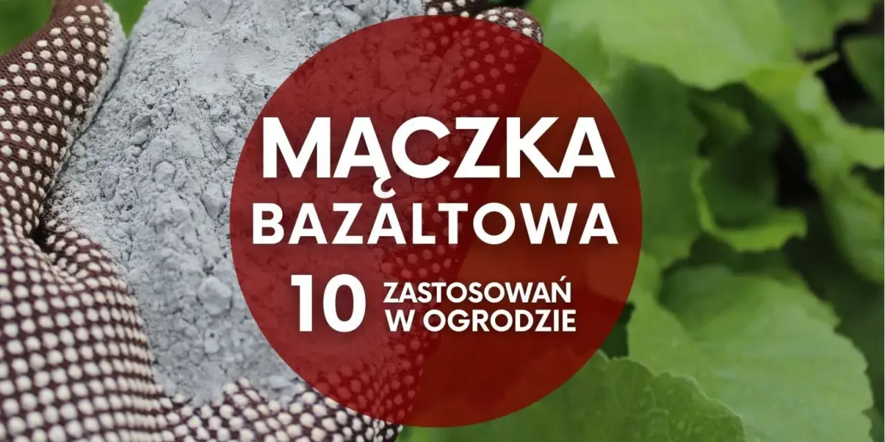 Ręka w rękawicy ogrodniczej trzyma mączkę bazaltową. Czerwone koło z napisem "Mączka bazaltowa - 10 zastosowań w ogrodzie" na tle zielonych liści.
