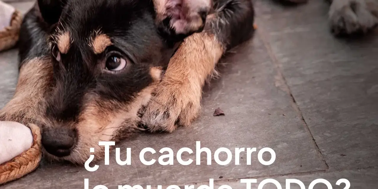 Un cachorro con mirada triste muerde un zapato. ¿Tu cachorro lo muerde todo y es muy inquieto?