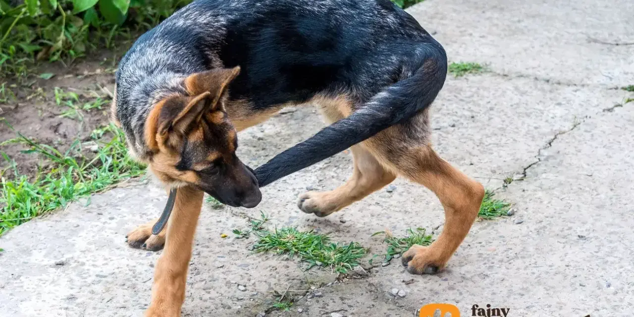 Gryzienie ogona u szczeniaka: Kiedy to normalne, a kiedy alarm?