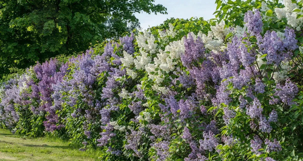 En lång häck av uppstammad syren i lila och vita nyanser blommar frodigt mot en grönskande bakgrund.
