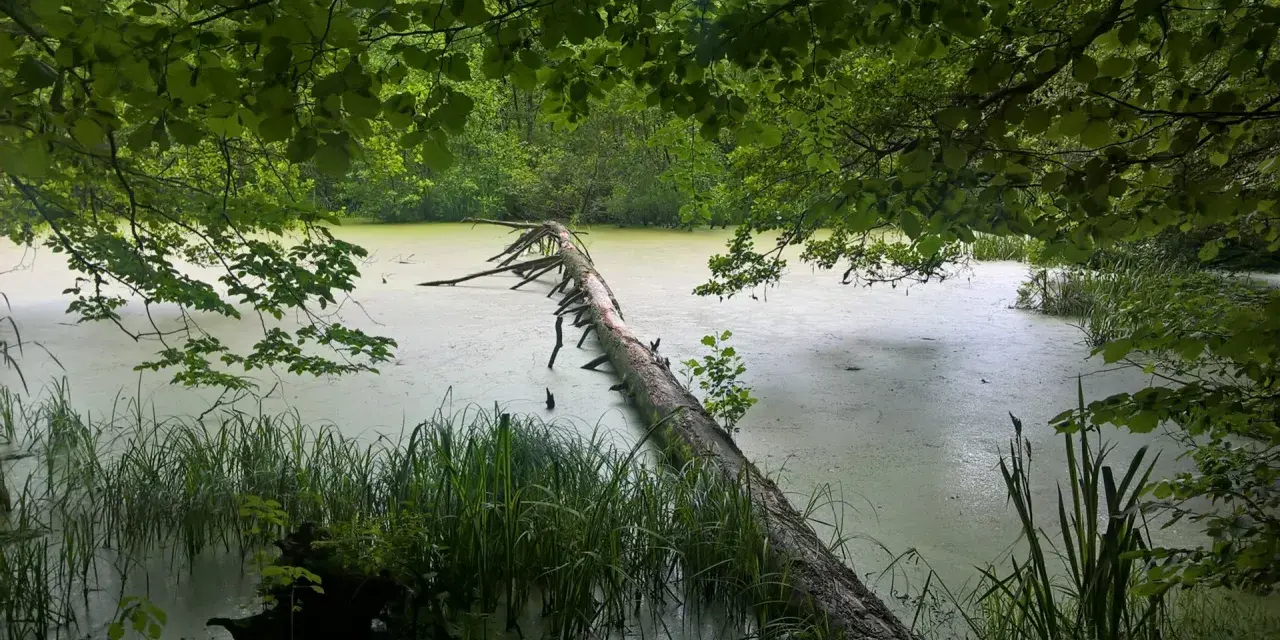 Zwalony pień drzewa przecina zielony, zarośnięty jar raduni. Woda jest mętna, otoczona bujną roślinnością.
