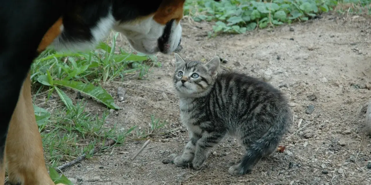 Pierwsze spotkanie kota z psem. Mały kotek z zaciekawieniem patrzy na wielkiego psa. Jak oswoić kota z psem? Powoli i ostrożnie.