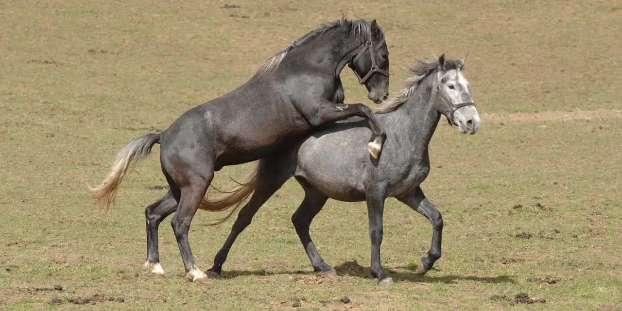 Deux chevaux, l'un noir, l'autre gris, s'accouplent dans un pré. Un cheval sauvage en pleine action.