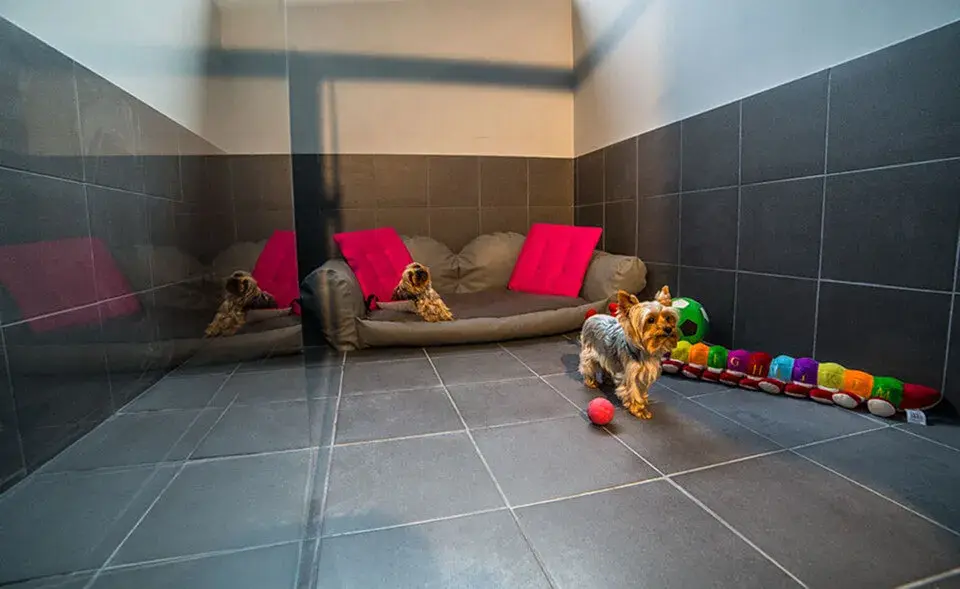 Jak wygląda hotel dla psów? Odkryj, co oferują i jak wyglądają