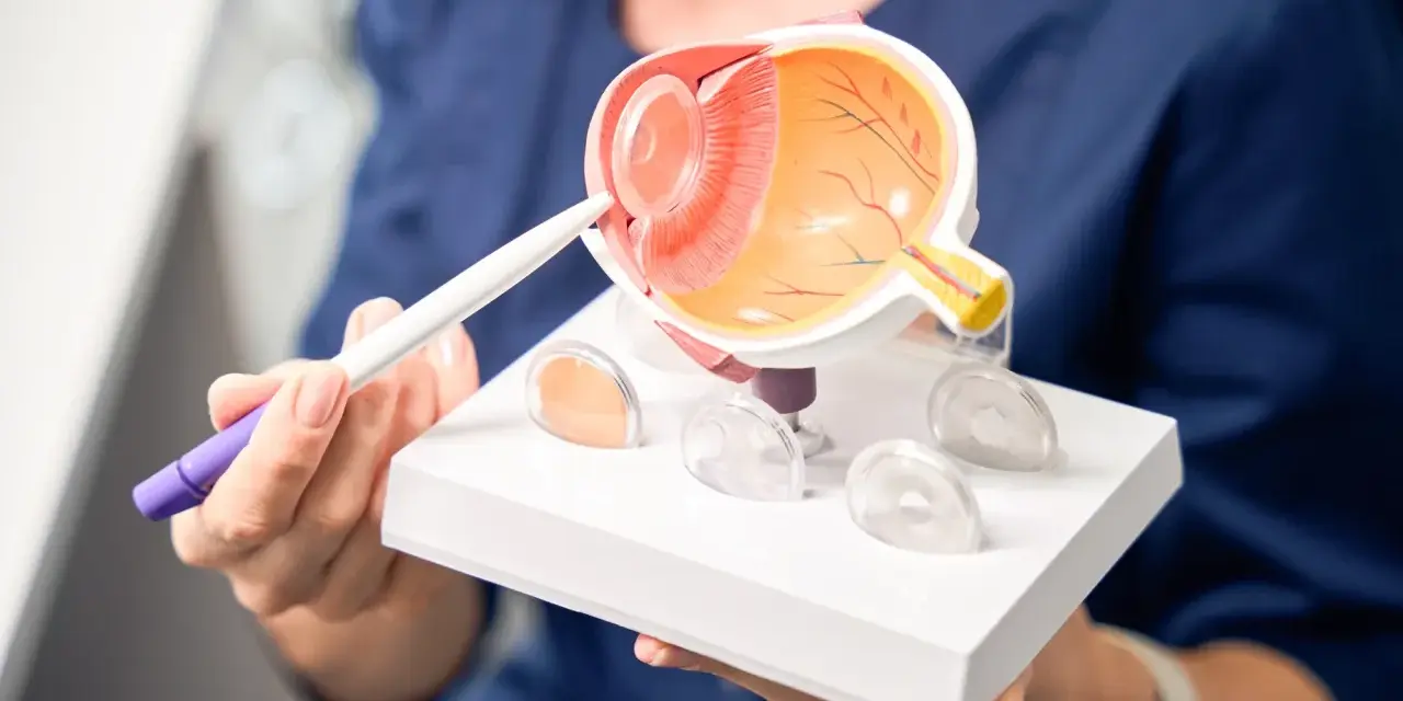 Model oka z zaznaczonymi soczewkami, trzymany przez rękę.