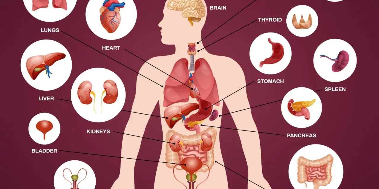 Ilustracja przedstawiająca schemat ludzkiego ciała z zaznaczonymi narządami wewnętrznymi: mózg, serce, płuca, wątroba, nerki, żołądek, trzustka, jelita, pęcherz, układ rozrodczy.