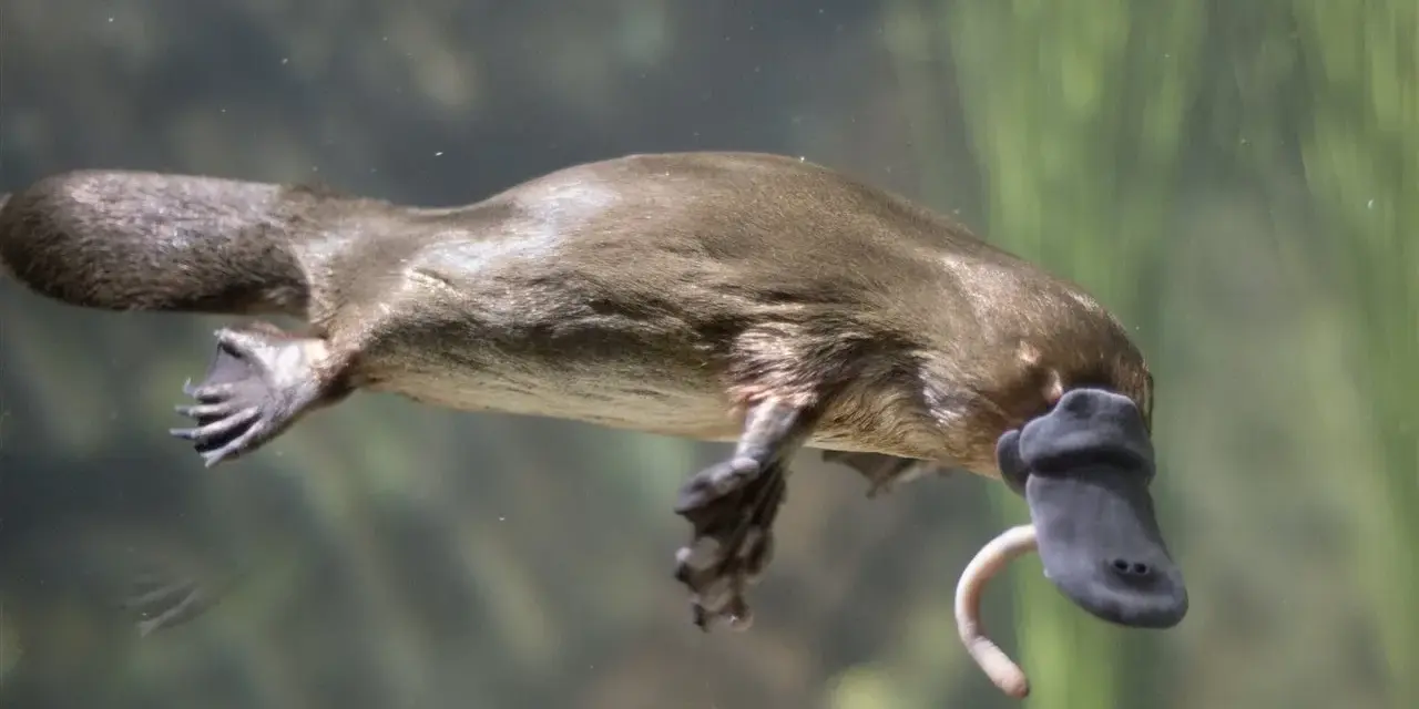 Un ornitorrinco mamífero nada bajo el agua, con su pico y una cola ancha.