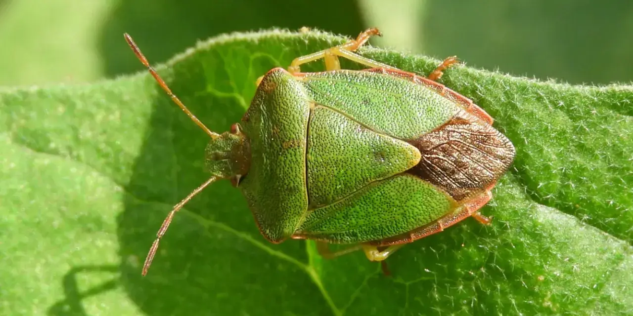 Chinche verde sobre hoja. Su tamaño es notable, con un cuerpo triangular y patas finas.