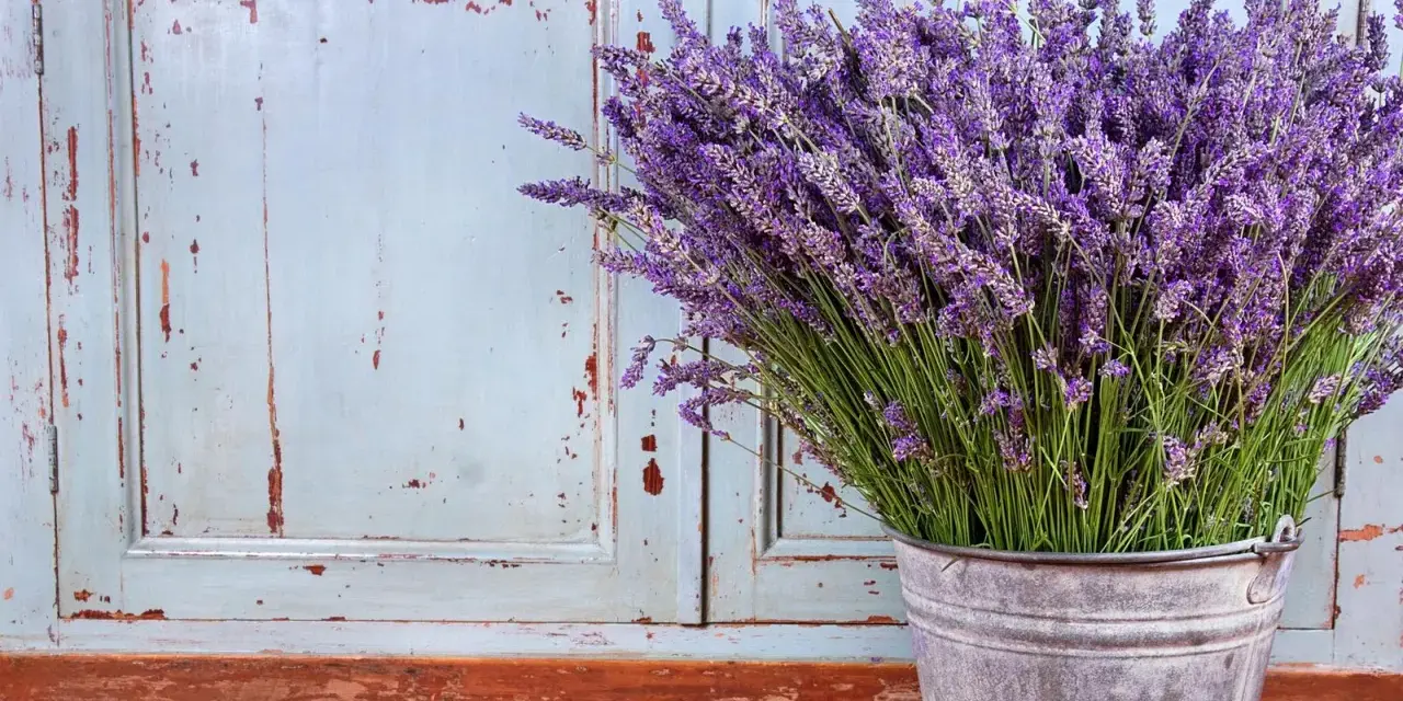 Un ramo de lavanda en un cubo metálico, con un fondo de puertas desgastadas. La lavanda sol o sombra, perfumando el ambiente.