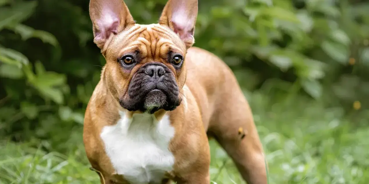 Brązowy buldog francuski z białym klatką piersiową stoi na trawie wśród zielonych liści.