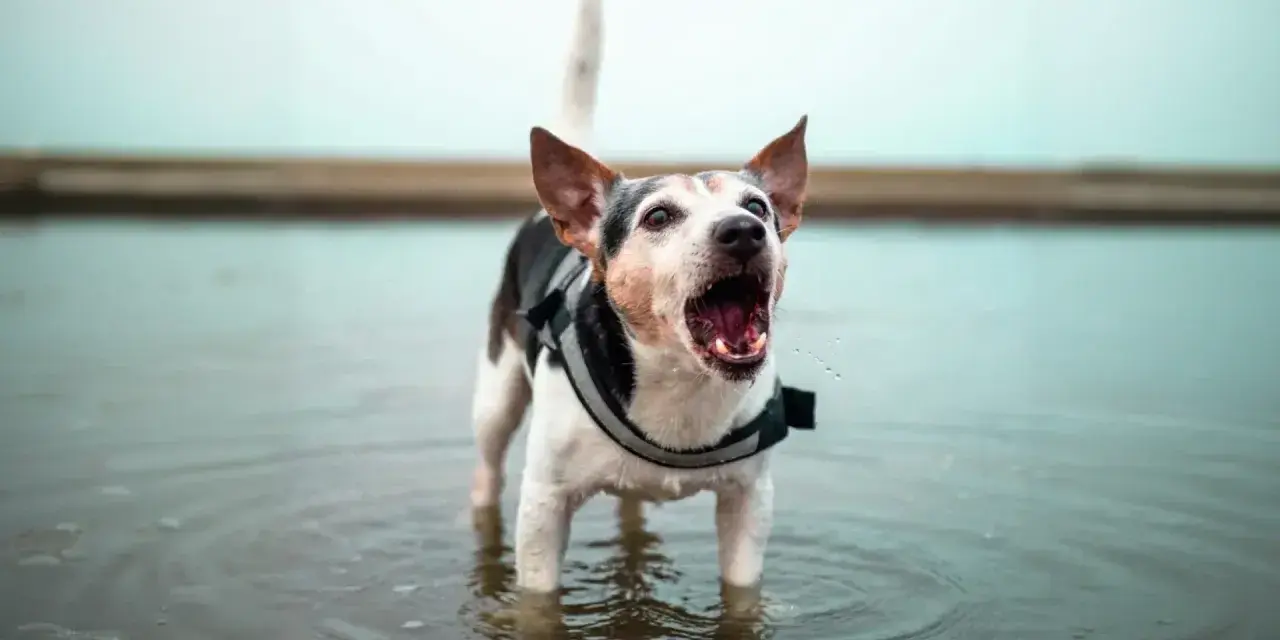 Perro con chaleco protector en el agua, ladrando con la boca abierta. Parece que mi perro ladra a las personas que se me acercan.