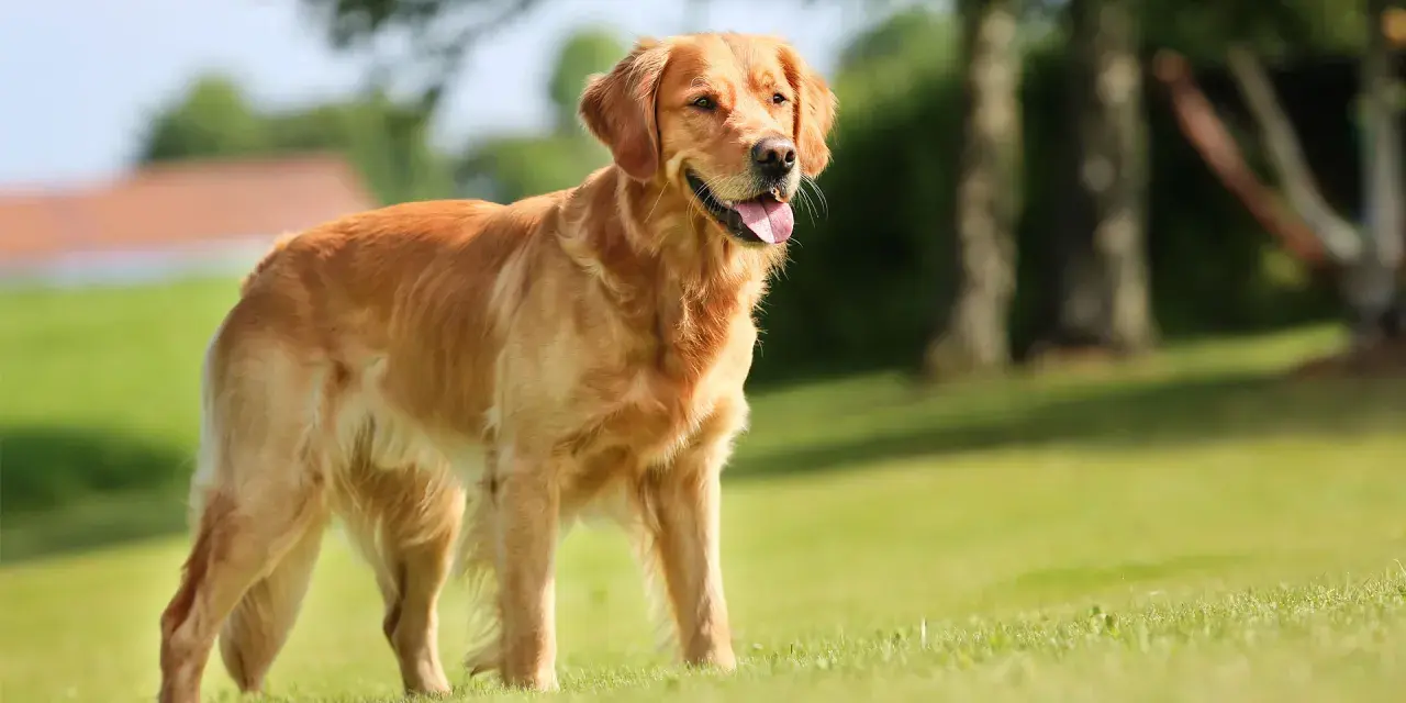 Złocisty retriever, uosobienie przyjaznego golden retriever charakteru, stoi na trawie, ciesząc się słońcem.