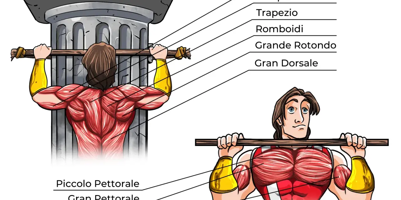 Illustrazione anatomica dei muscoli coinvolti nelle trazioni alla sbarra, con indicazioni sui potenziali rischi e trazioni alla sbarra controindicazioni.