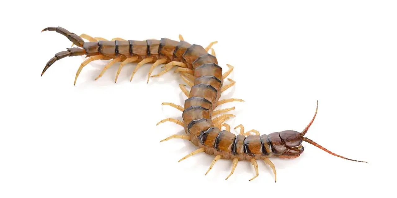 Un ciempiés doméstico, con su cuerpo segmentado y patas amarillentas, se contorsiona sobre fondo blanco.