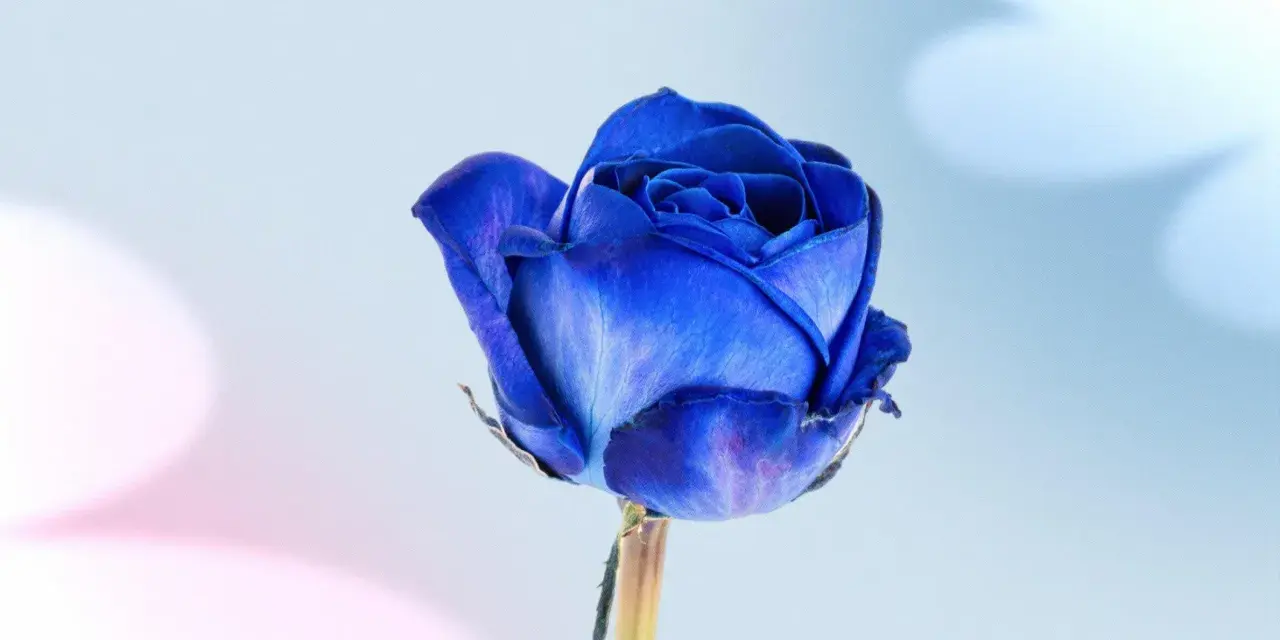 Una rosa azul vibrante, símbolo de misterio y encanto. El significado de las rosas azules evoca lo inalcanzable y la magia.