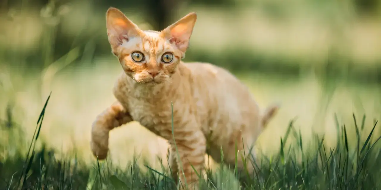 Charakter devon rex – przyjazny towarzysz dla aktywnej rodziny