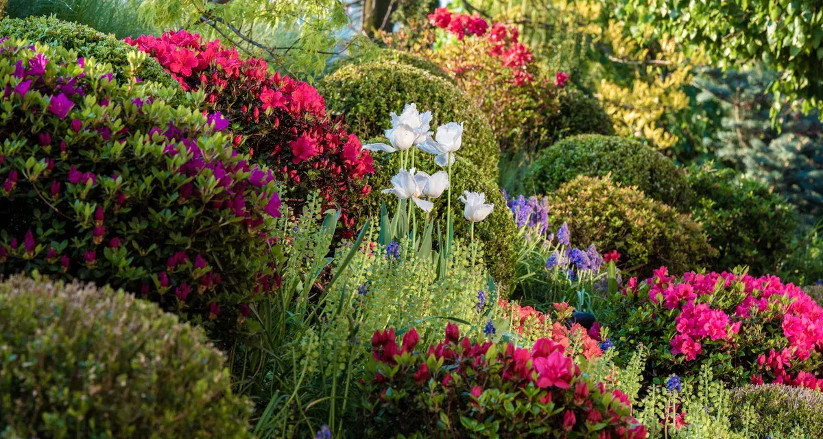 Wiosenny ogród pełen kwitnących, wysokie krzewy rododendronów i tulipanów.